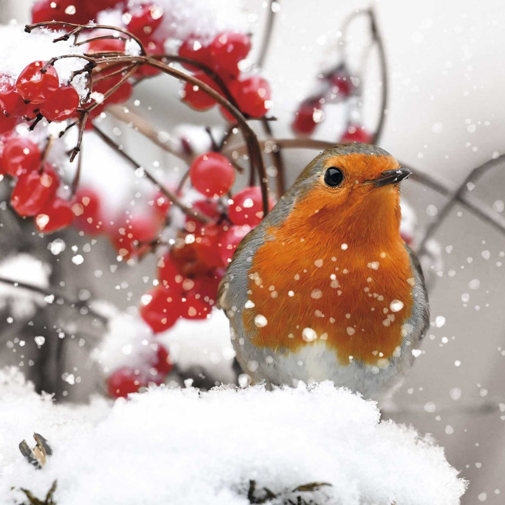 Robin In The Snow Christmas Cards Pack Of 10 