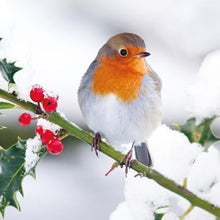 Load image into Gallery viewer, Robin sitting on a branch next to red berries in the snow
