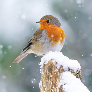 Robin Christmas cards, Pack of 10