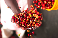 Load image into Gallery viewer, Single Origin Coffee – Calmer than a Banana - 250g: Whole bean