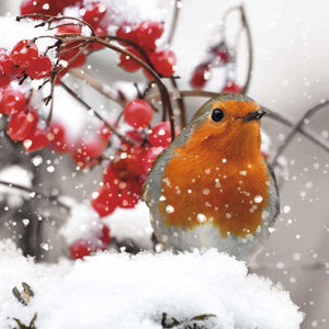 Robin in the Snow Christmas cards, Pack of 10